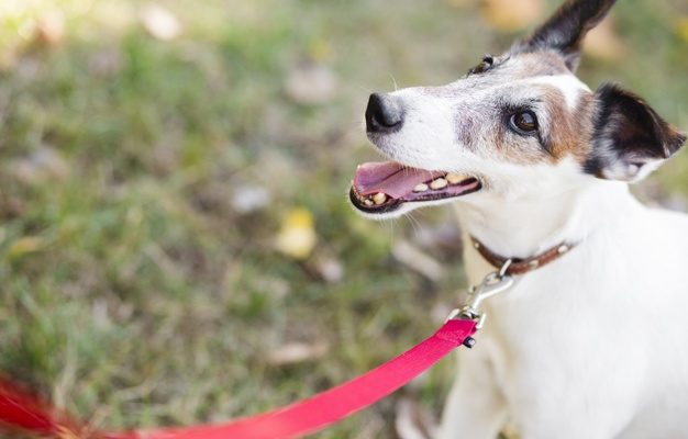 Quelle longueur de laisse choisir la marche au pied avec son chien ?