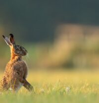 Le guide ultime pour choisir le parfait accessoire pour lapin nain