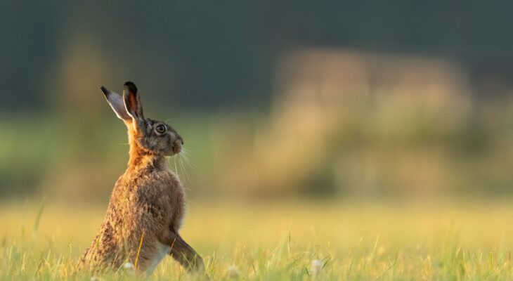 Le guide ultime pour choisir le parfait accessoire pour lapin nain