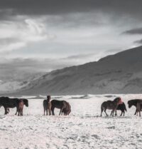 Les Bienfaits Incommensurables du Coaching Personnel Assisté par les Chevaux