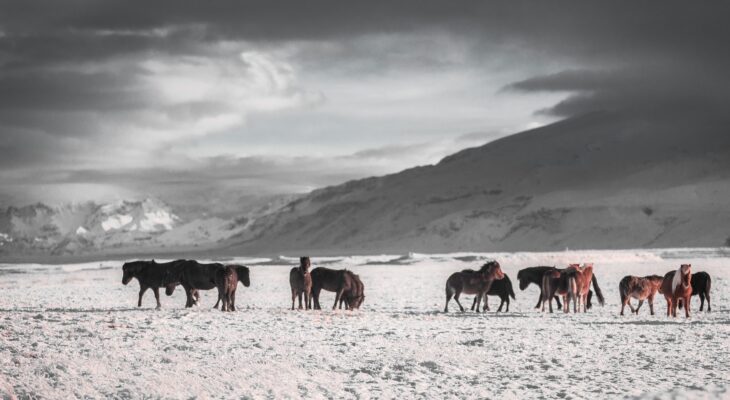 Les Bienfaits Incommensurables du Coaching Personnel Assisté par les Chevaux