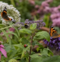 Jardin et maison : apprendre à identifier les insectes les plus courants